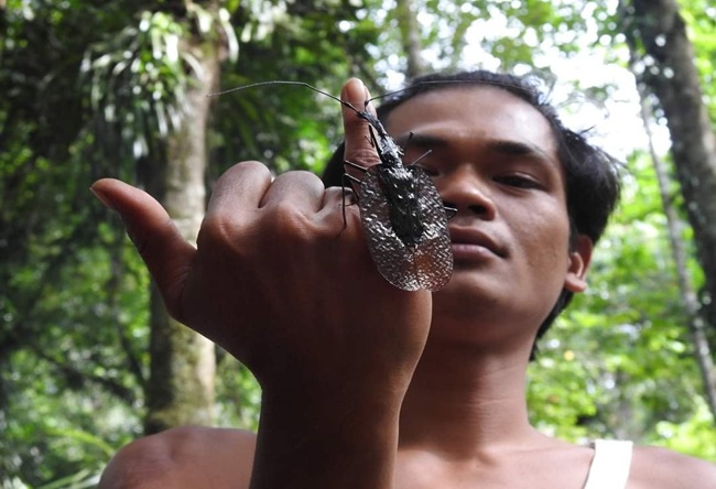 Insect Tours Insect Tours